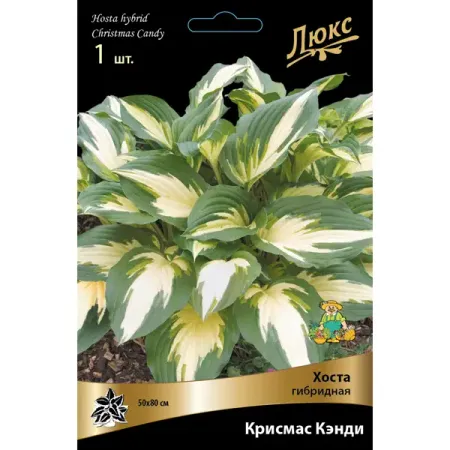 Хоста гибридная Крисмас Кэнди луковица I