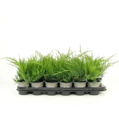 Можжевельник Пфитцера Голд Кост ø9 h15 см