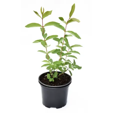 Жимолость съедобная №1