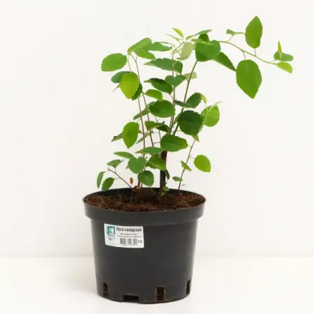 Ирга канадская №2