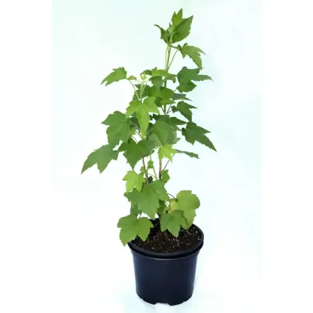 Смородина белая №1