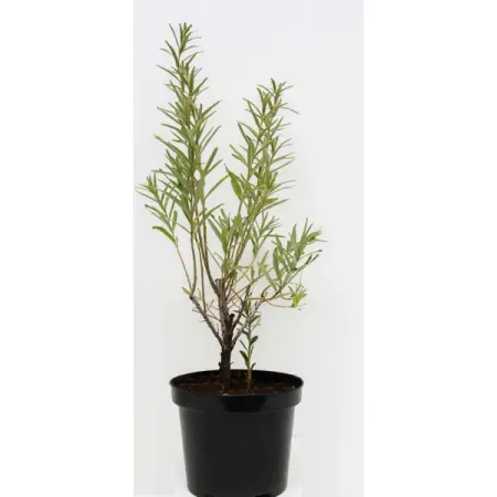 Облепиха №2 натура сиберика облепиха шампунь 500 мл