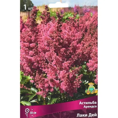 Астильба Арендса Лаки Дей