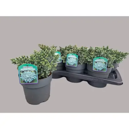 Можжевельник чешуйчатый Блю Стар ø17 h25 см можжевельник чешуйчатый блю карпет ø9 h15 см