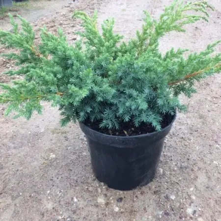 Можжевельник чешуйчатый Блю Швед ø13 h25 см можжевельник чешуйчатый блю карпет ø9 h15 см