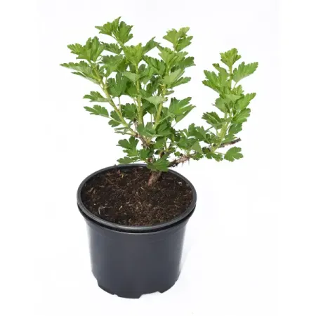 Крыжовник №2