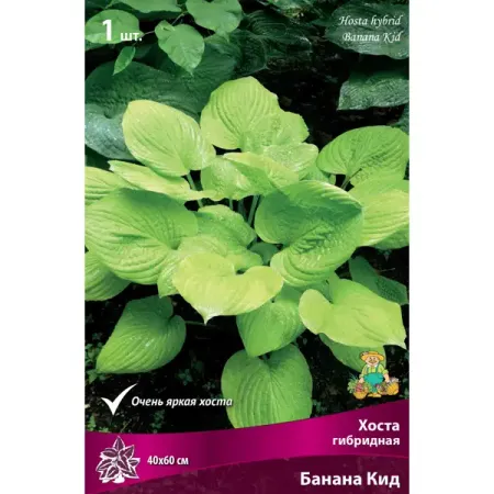 Хоста гибридная «Банана Кид» разбор I ластики в форме банана резиновые 2 шт