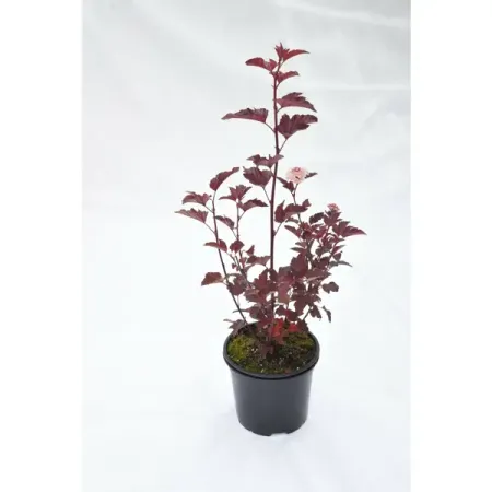 Пузыреплодник калинолистный №4