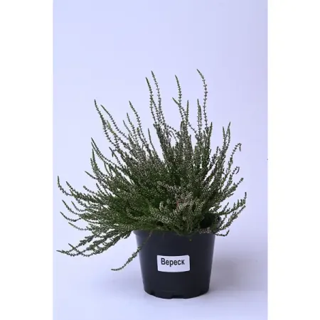 Вереск микс №5 h25 - 35 см вереск марлиес ø9 см h18 см