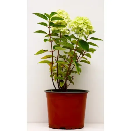 Гортензия метельчатая №5 гортензия метельчатая мэджикал килиманджаро ø17 h20 см