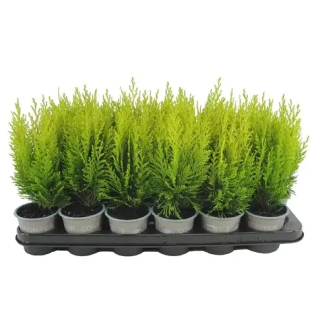 Кипарисовик Лавсона Эректа Ауреа ø9 h15 см