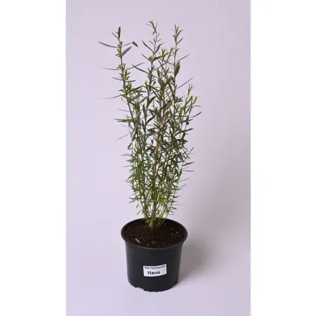 Ива пурпурная Нана №3