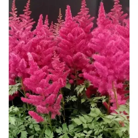 Астильба гибридная Майти Ред Куин