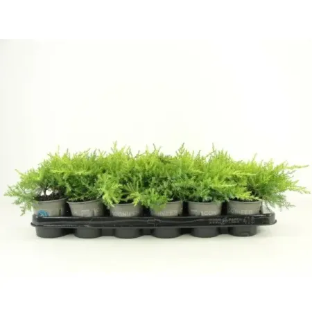 Можжевельник средний Голд Стар ø9 h15 см