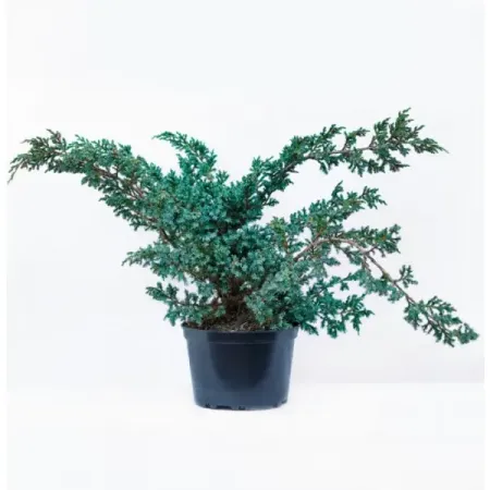 Можжевельник китайский Блю Альпс ø13 h25 см