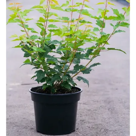 Клен Гиннала №3 h40 - 60 см