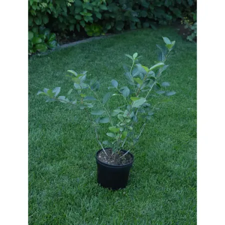 Арония черноплодная №1