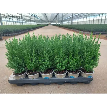 Кипарисовик Лавсона Элвуди ø9 h30 см