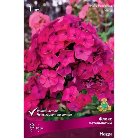 Флокс метельчатый Надя луковица I 5 шт круглые переключатели r13 507 красные зеленые 250в 3a