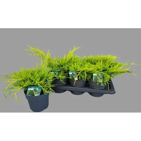 Можжевельник Пфитцера Олд Голд ø17 h30 см