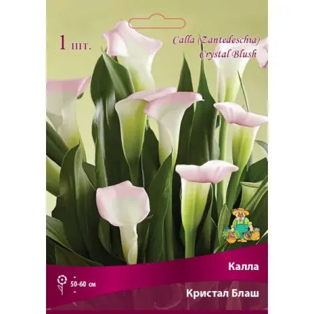 Калла Кристал Блаш луковица 14/16