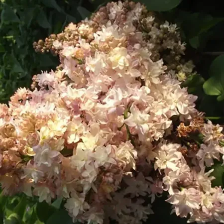 Сирень Федерико Гарсиа Лорка ø19 h30 - 50 см алмазная вышивка школа талантов с полным заполнением на подрамнике сирень 30х40 см