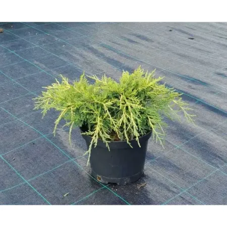 Можжевельник средний Олд Голд ø13 h25 см