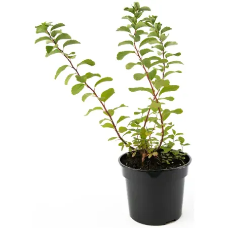 Спирея березолистная ø19 h45-65 см светодиодные воздушные шары yeahui el круглые белые розовые желтые зеленые синие красные