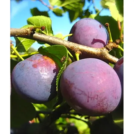 Слива микс ø23 h100 см силиконовые фильтры для слива 6 шт