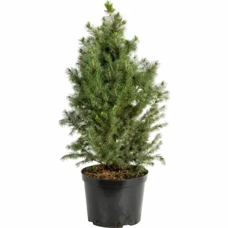 Ель канадская Коника ø23 h40 - 50 см