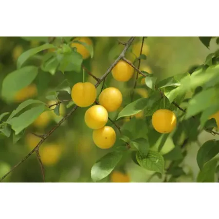 Алыча микс h50 см сухарики от мартина с сыром 60 г