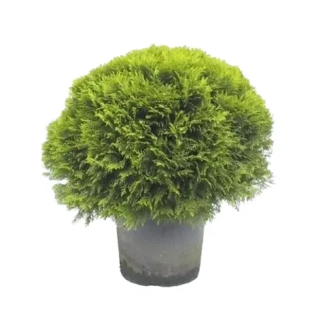 Туя западная Даника ø23 h50 - 60 см