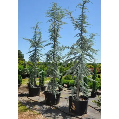 Кедр атлантический Глаука ø23 h60 - 80 см