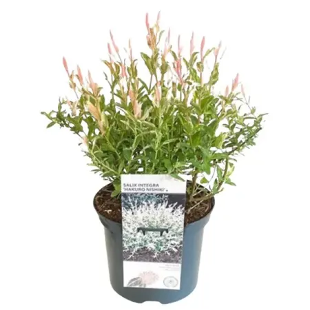 Ива цельнолистная Хакуро-Нишики h40 см