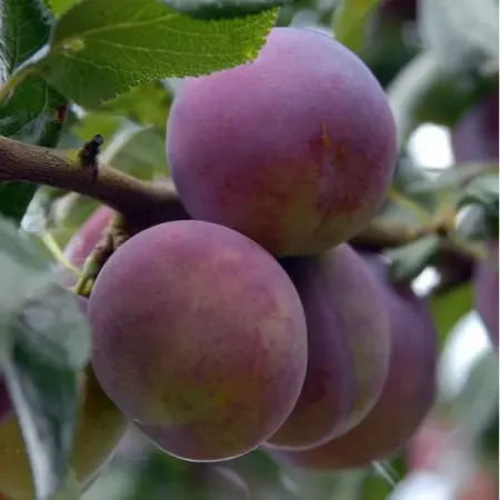 Слива микс ø17 h40 - 60 см силиконовые фильтры для слива 6 шт