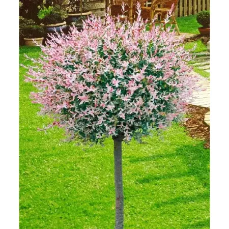 Ива цельнолистная Хакуро h60 см