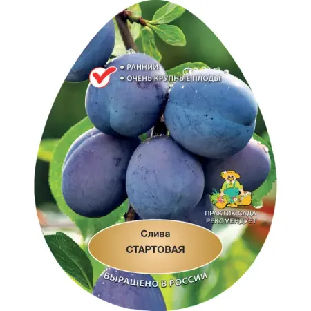 Слива Стартовая h200 см Поиск Инвест