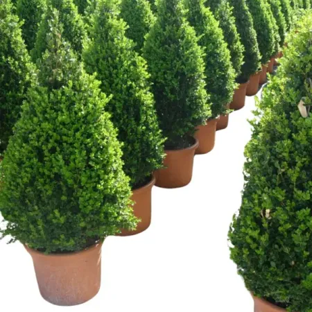 Буксус Самшит пирамидная форма h40 - 50 см