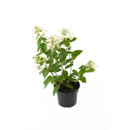 Гортензия метельчатая Вимс Ред ø19 h20 - 40 см гортензия метельчатая мэджикал килиманджаро ø17 h20 см