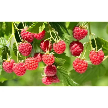 Малина микс h15 см искусственные красные ягоды holly