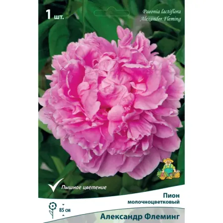 Пион травянистый Александр Флеминг Капер луковица 1-2 солнечные фонари на 4 6 8 10 12 головок