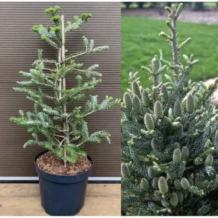 Пихта корейская Силберлоке ø32 h60 - 70 см