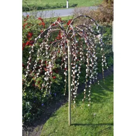 Ива козья Пендула h80 см