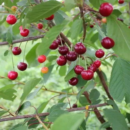 Вишня микс ø17 h40 - 60 см