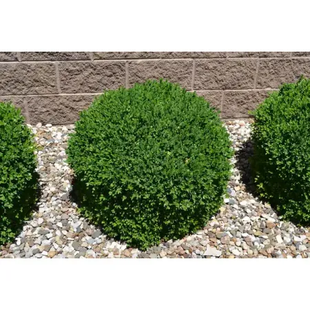 Буксус вечнозеленый Арборесценс h25 см