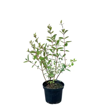 Жимолость съедобная Берель h20 - 40 см