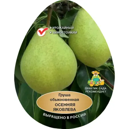 Груша обыкновенная Осенняя Яковлева h200 см Поиск Инвест
