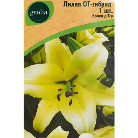Лилия от-гибрид Конка Д Ор тюльпан дарвинов гибрид ред импрешн луковицы 10 11