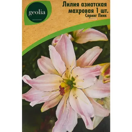 Лилия азиатская махровая Спринг Пинк