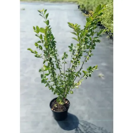 Кизильник ø19 h50 - 60 см